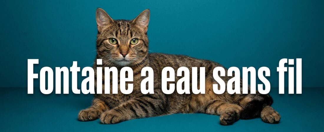 Photo d'un chat de gouttiere tigre chat — Fontaine a eau sans fil