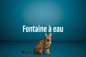 Fontaine à eau pour chat : le guide complet pour bien choisir